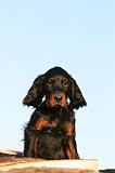 SETTER GORDON 005